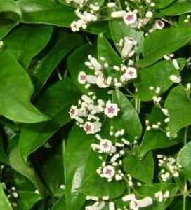 白雞屎藤 白雞屎藤