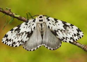 黃痣苔蛾 黃痣苔蛾