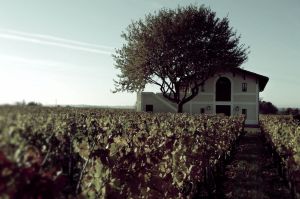 黑馬酒莊 黑馬酒莊