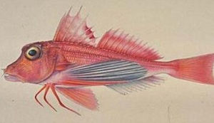 拉氏紅娘魚 拉氏紅娘魚