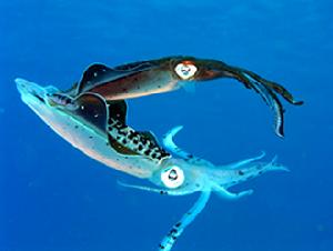 銀磷章魚 銀磷章魚