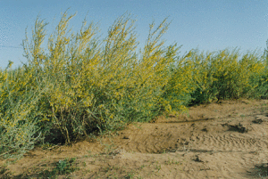 靈武白芨灘自然保護區