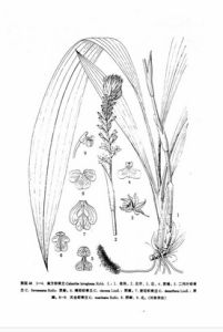 天全蝦脊蘭 天全蝦脊蘭