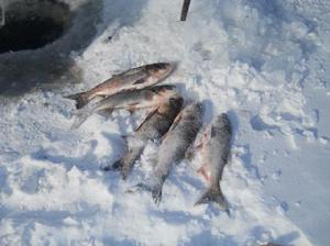 紅星水庫鰱魚 紅星水庫鰱魚