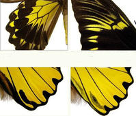 紅頸鳥翼裳鳳蝶