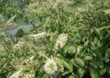 陽朔九龍藤蜂蜜