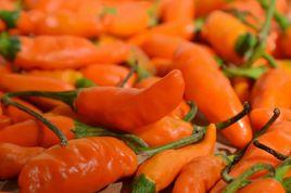 得榮樹椒 得榮樹椒