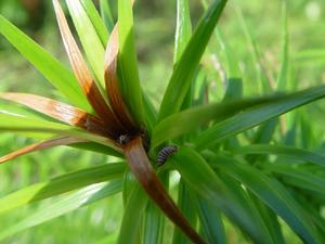 杉梢小卷蛾 杉梢小卷蛾