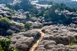 陸河世外梅園景區 陸河世外梅園景區