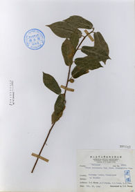 菱葉濱榕 菱葉濱榕