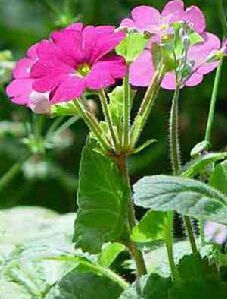 會理報春 會理報春