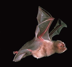吸血蝙蝠很善跑 具有"令人吃驚"的奔跑能力