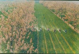 間作作物 間作作物