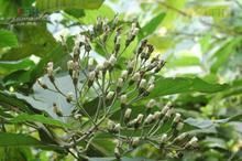 南川斑鳩菊 南川斑鳩菊