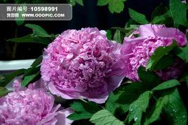 牡丹繡球 牡丹繡球