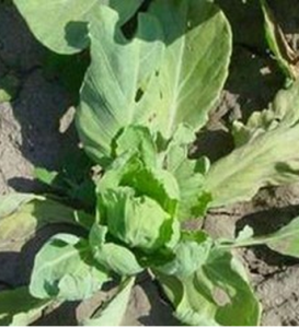 甘藍枯萎病 甘藍枯萎病