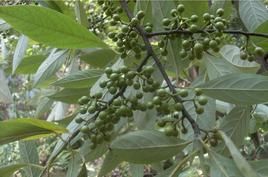 貢山山胡椒 貢山山胡椒