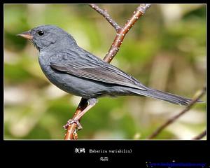 體約16厘米的灰鵐