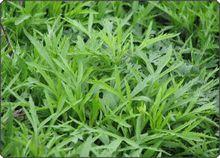 蔞蒿[桔梗目菊科植物]