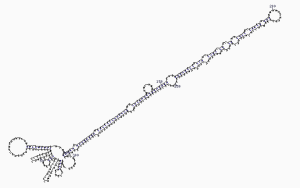 甘藍pre-microRNA中的莖環（stem-loop）二級結構。
