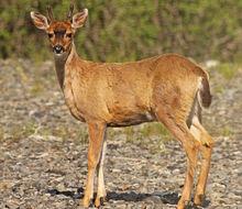 騾鹿錫特卡亞種