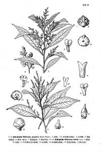 雙裂泡花樹 雙裂泡花樹