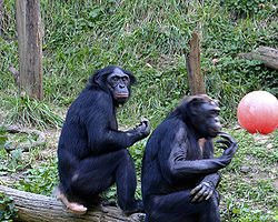 倭黑猩猩（倭黑猩猩和黑猩猩相似，但習性有所不同）