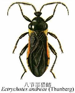 八節黑獵蝽 八節黑獵蝽