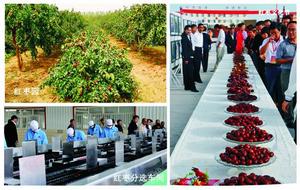 種植生產銷售一條龍