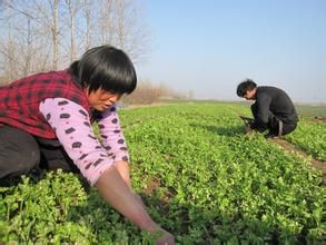 劉圪檔村 劉圪檔村