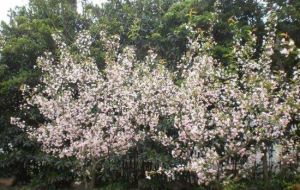 胖龍海棠園 胖龍海棠園