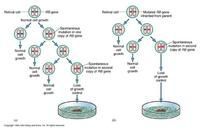 抑癌基因 抑癌基因
