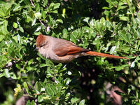 褐頂針尾雀 褐頂針尾雀