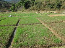 冬小麥施用磷鉀肥