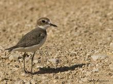 鐵嘴沙鴴西亞亞種 鐵嘴沙鴴西亞亞種