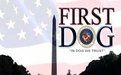 第一狗 第一狗