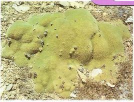 簇生柔子草 簇生柔子草