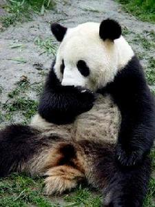 馴化[漢語意義]