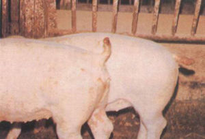 豬異嗜癖咬斷的豬尾巴