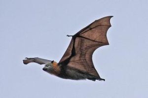 多毛狐蝠 多毛狐蝠