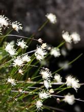 高山燈心草亞屬 高山燈心草亞屬