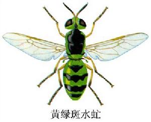 黃綠斑水虻 黃綠斑水虻