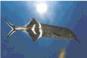 長須錐頜象鼻魚