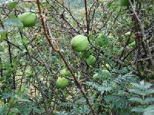雜木溝村木瓜種植