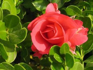 連山紅山茶 連山紅山茶