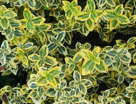 金邊扶芳藤 金邊扶芳藤