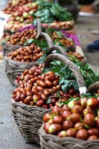 朝陽大棗 朝陽大棗