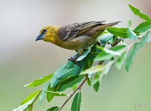 紅臉針尾雀 紅臉針尾雀