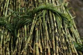 茅蔗紅糖 茅蔗紅糖