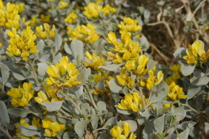 新疆沙冬青 新疆沙冬青